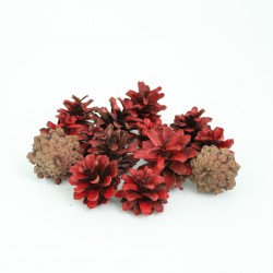 Dried seed cones 20pcs, "red"