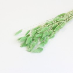 Dried lagurus 40g