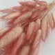 Сухоцвет лагурус 40гр "ombre color"