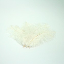 Ostrich feathers 17-22cm ,5pcs